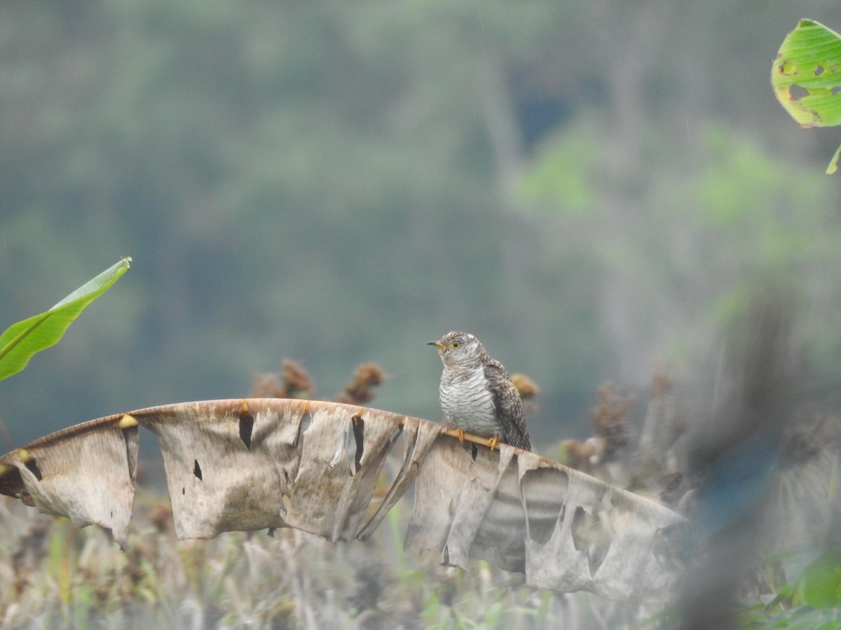 Common Cuckoo - ML646046176