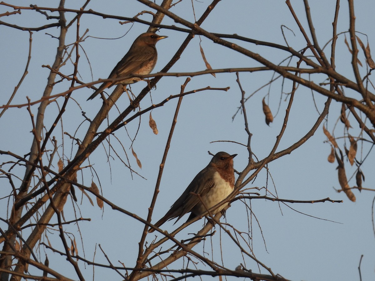 Red-throated Thrush - ML646046178