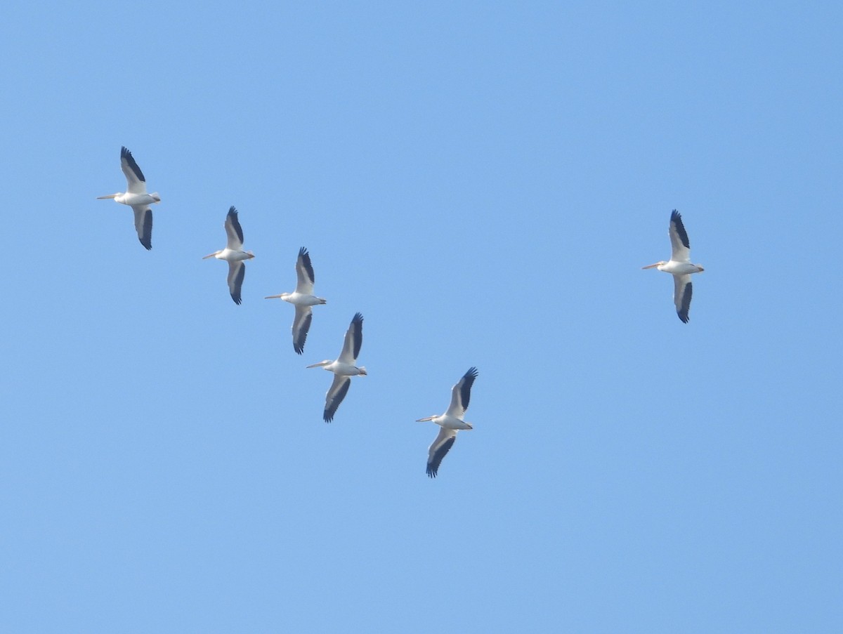 American White Pelican - ML646046179