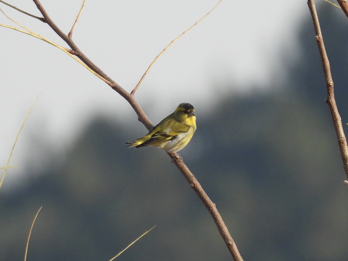 Eurasian Siskin - ML646046186
