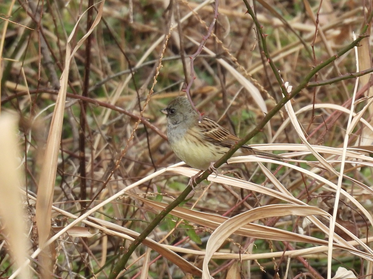 Black-faced Bunting - ML646046195