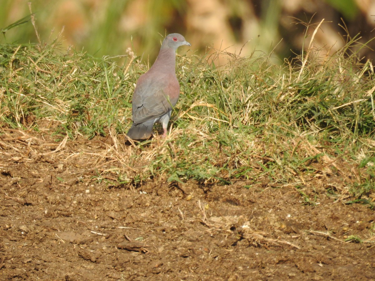 Paloma Colorada - ML646046196