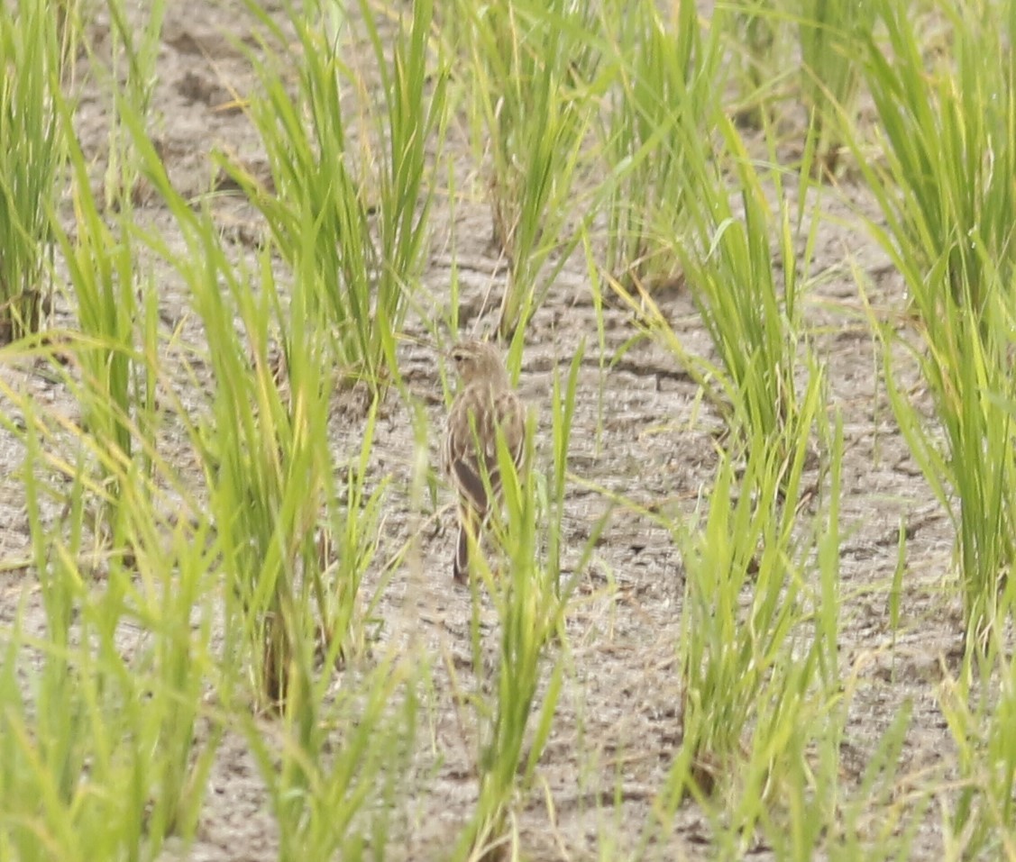 ヒメマミジロタヒバリ - ML646046198