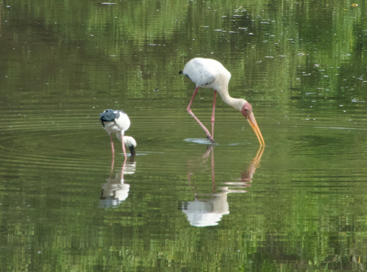 Asian Openbill - ML646046218
