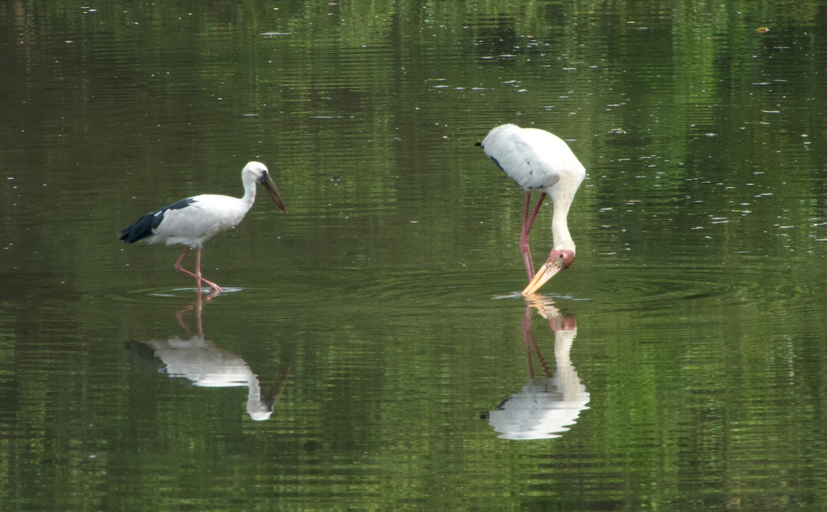 Asian Openbill - ML646046219