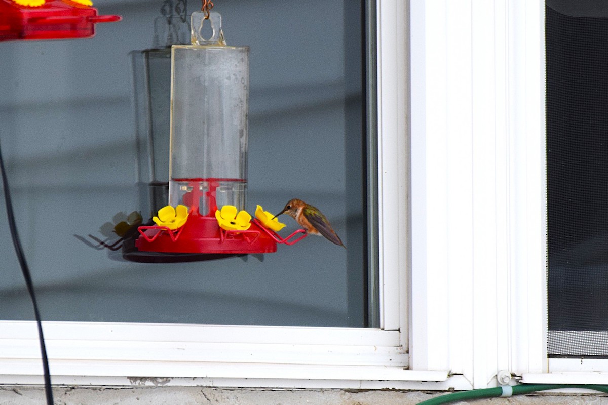 Rufous Hummingbird - ML646046220