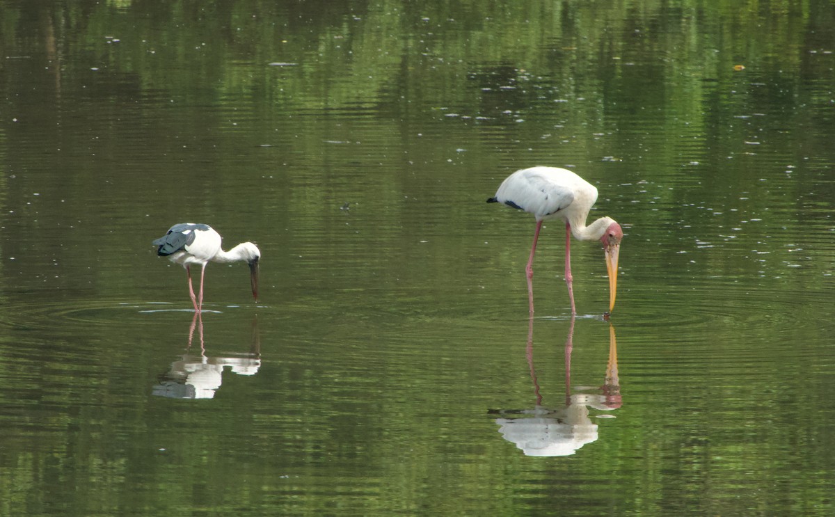 Asian Openbill - ML646046221