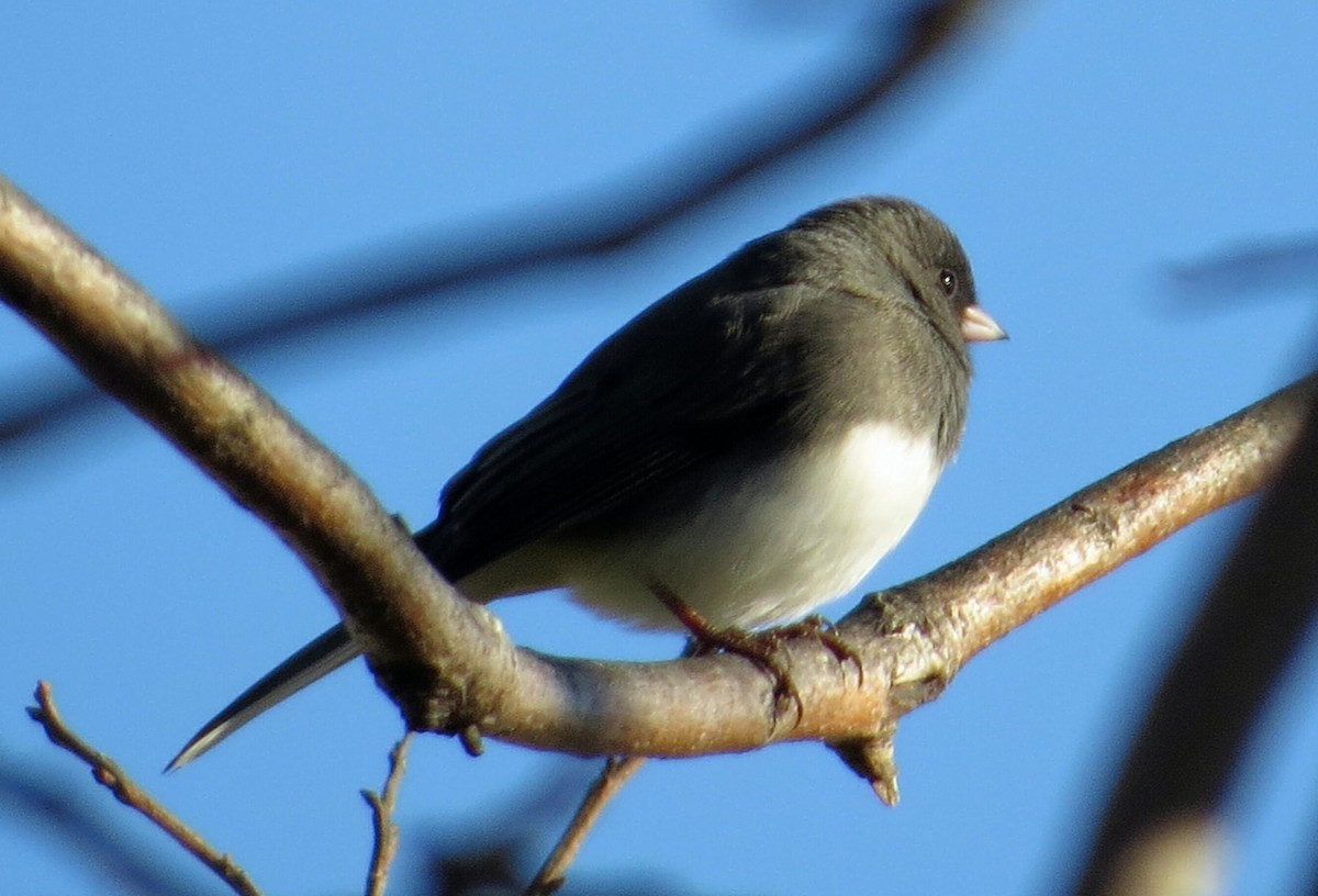 Dark-eyed Junco - ML646046222