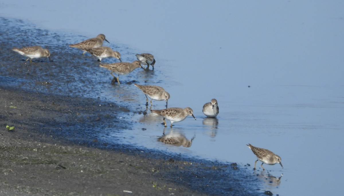 Least Sandpiper - ML646046232