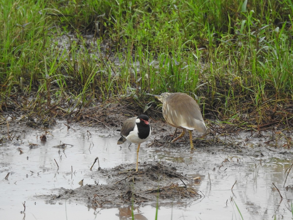 Vanneau indien - ML646046236