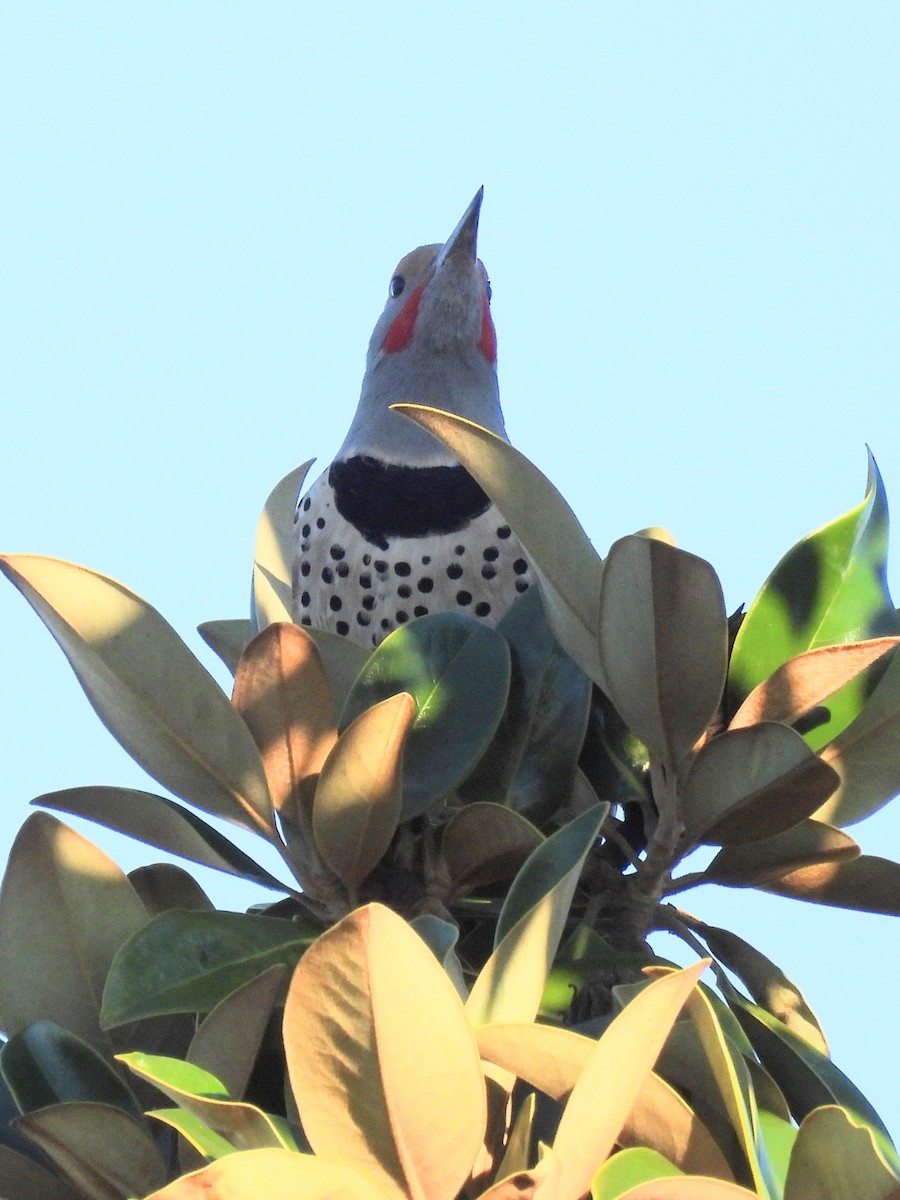 Pic flamboyant - ML646046237