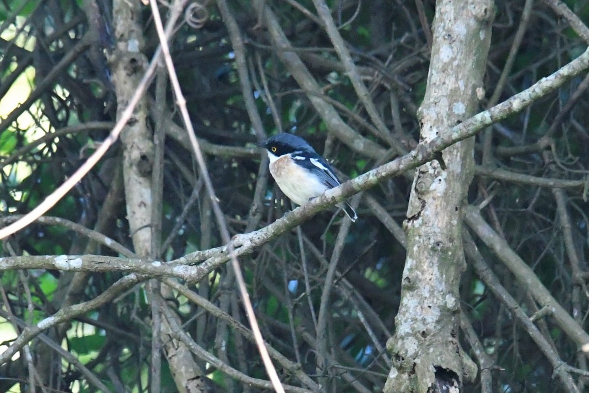 Pririt des Woodward - ML646046238