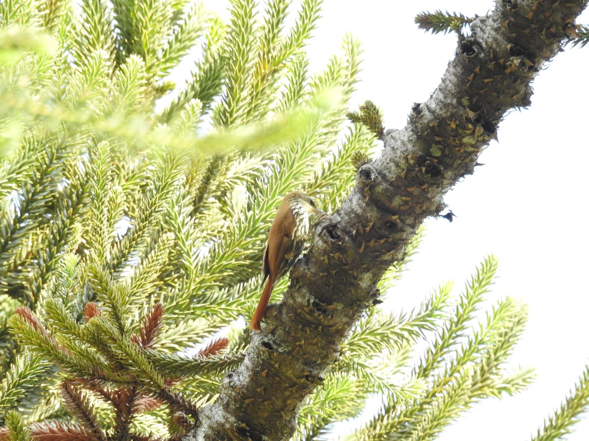 Grimpar écaillé (squamatus) - ML646046239