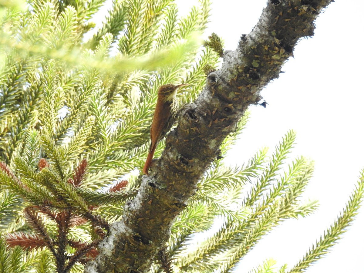 Grimpar écaillé (squamatus) - ML646046240