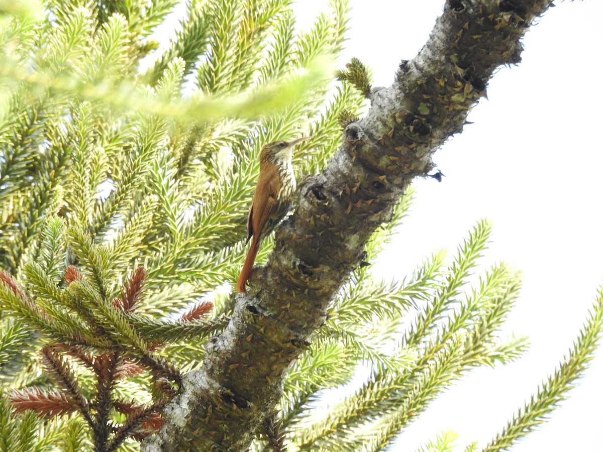 Grimpar écaillé (squamatus) - ML646046241