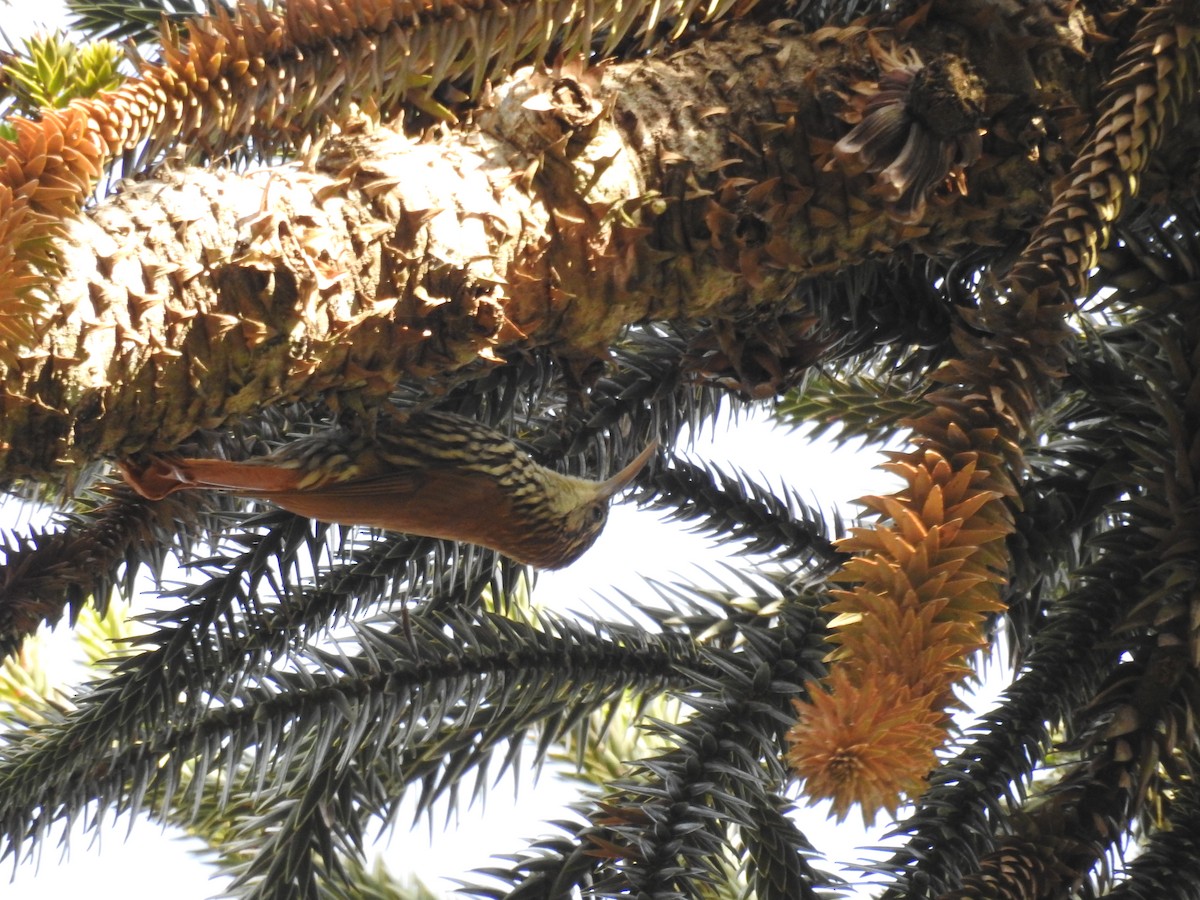 Grimpar écaillé (squamatus) - ML646046242