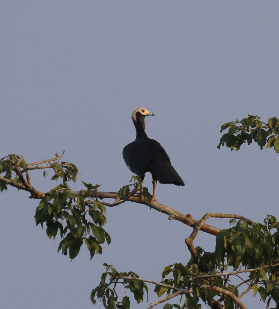 Pénélope à gorge bleue - ML646046245