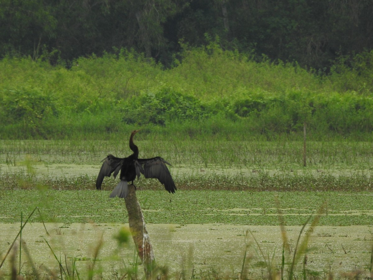 Anhinga roux - ML646046248