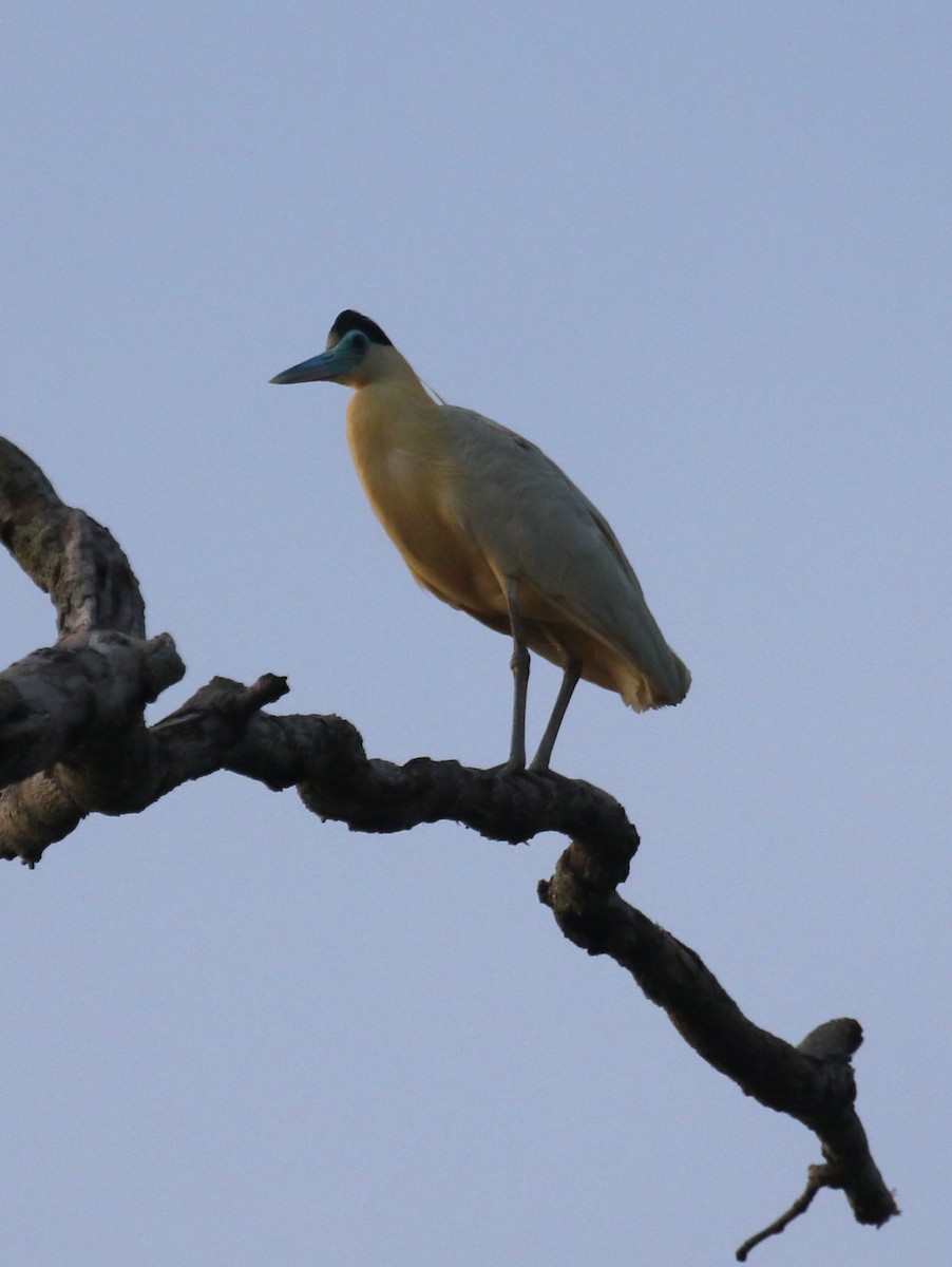 Héron coiffé - ML646046255