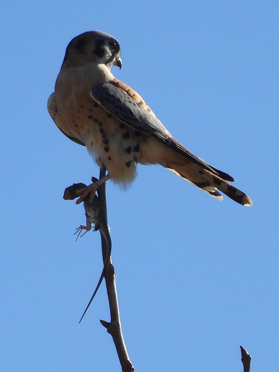 Crécerelle d'Amérique - ML646046256