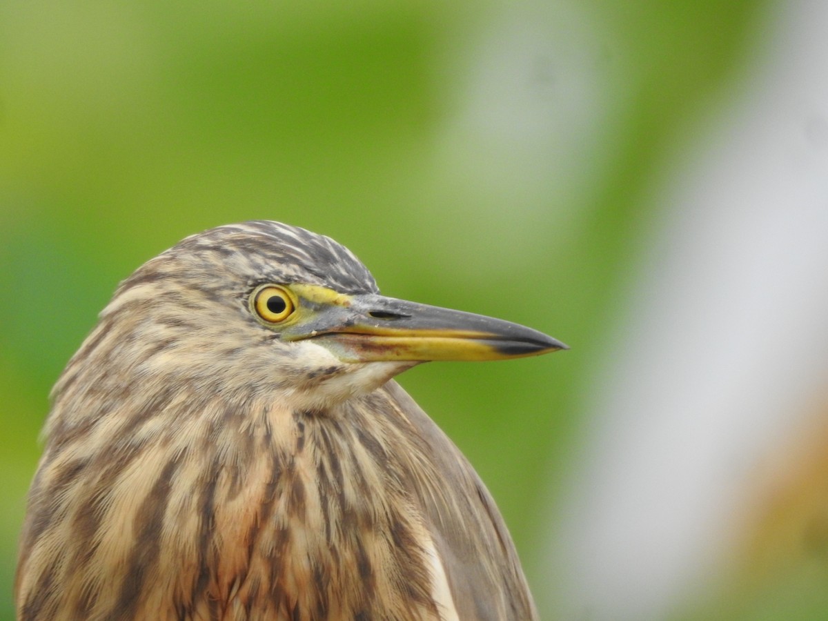 Crabier de Gray - ML646046259