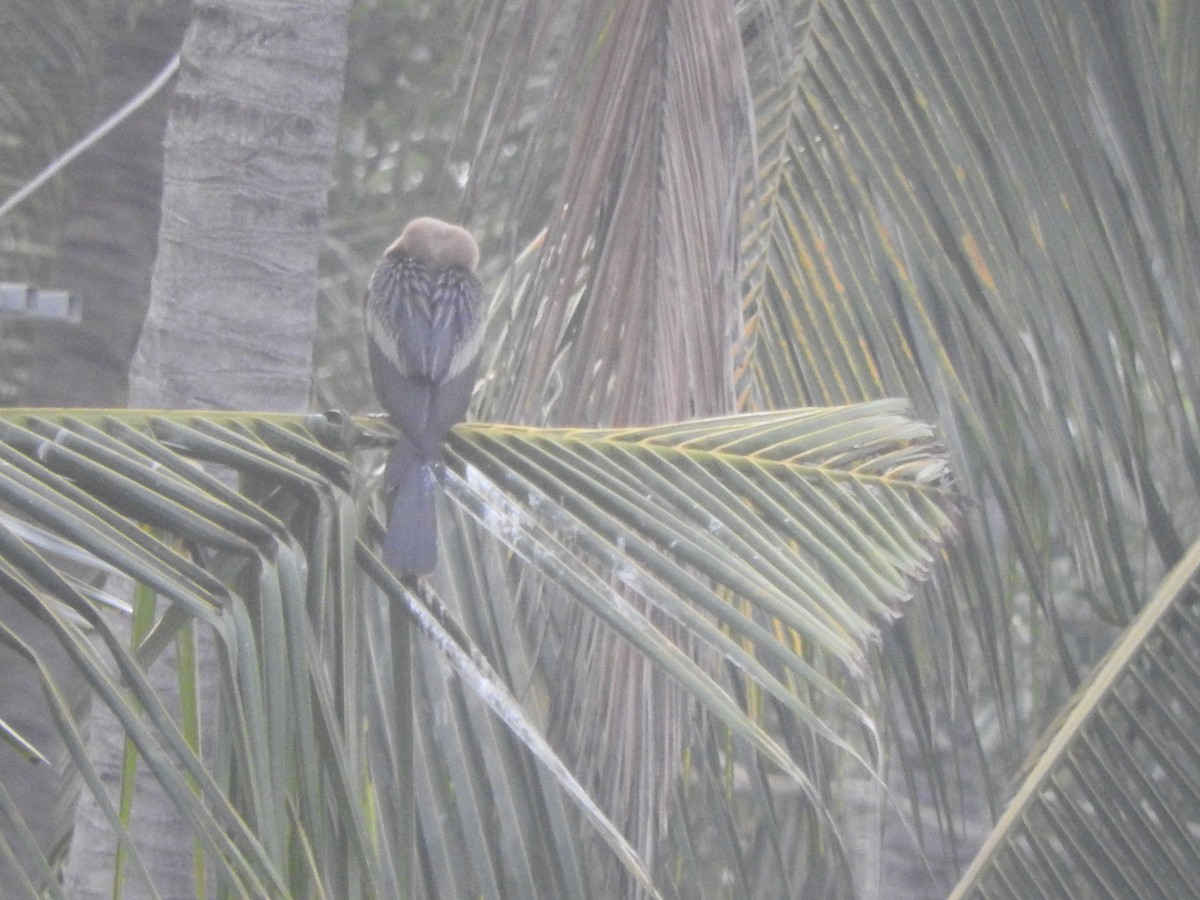 Anhinga d'Amérique - ML646046260