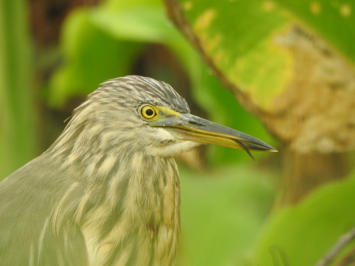 Crabier de Gray - ML646046261