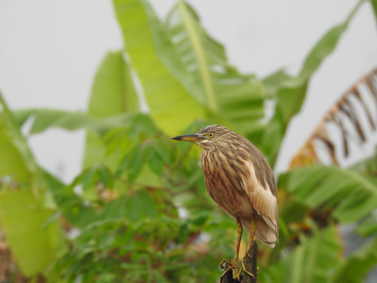 Crabier de Gray - ML646046262