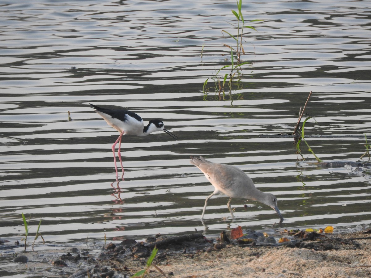 Chevalier semipalmé - ML646046263