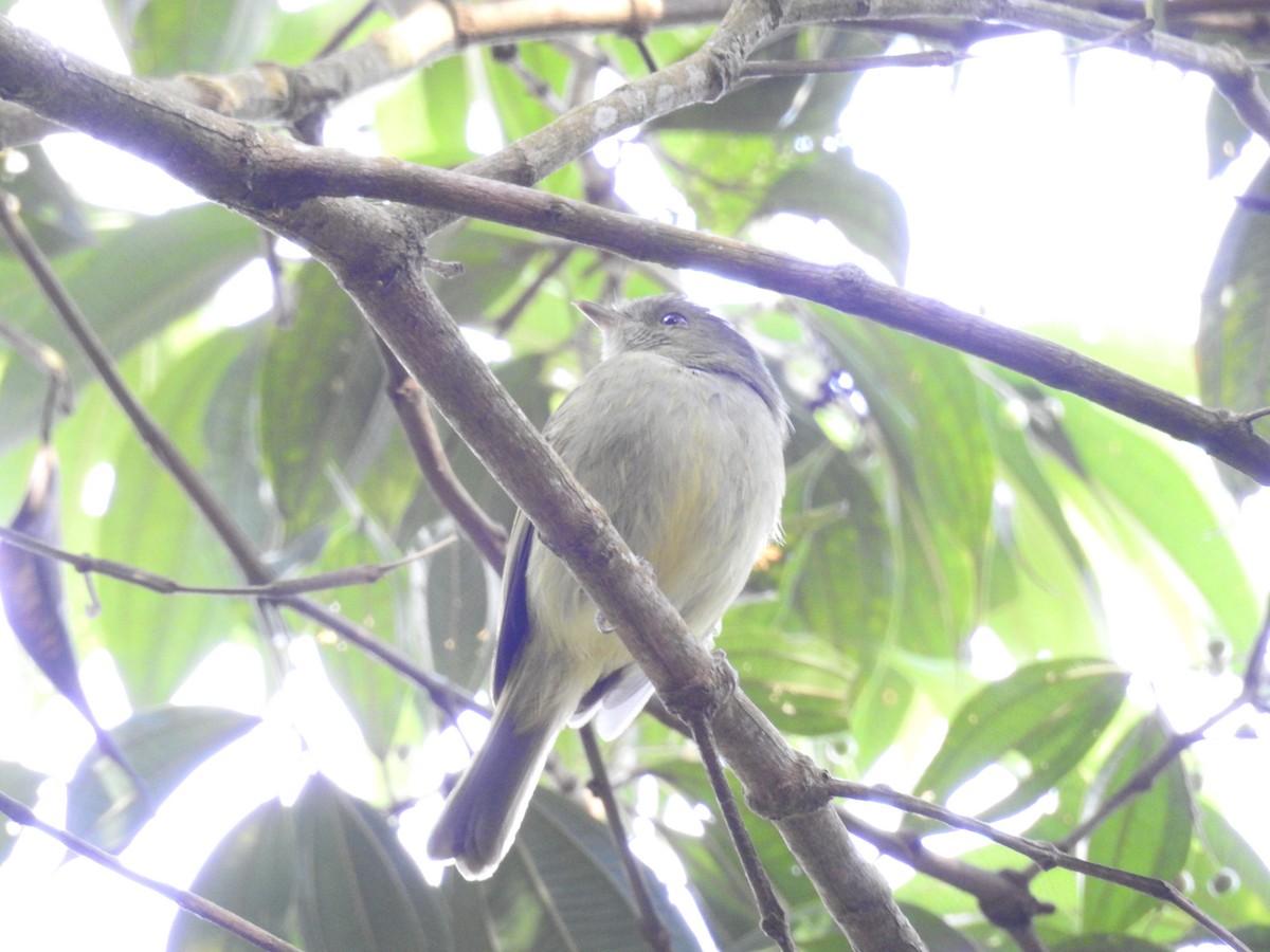 Manakin de Serra do Mar - ML646046264