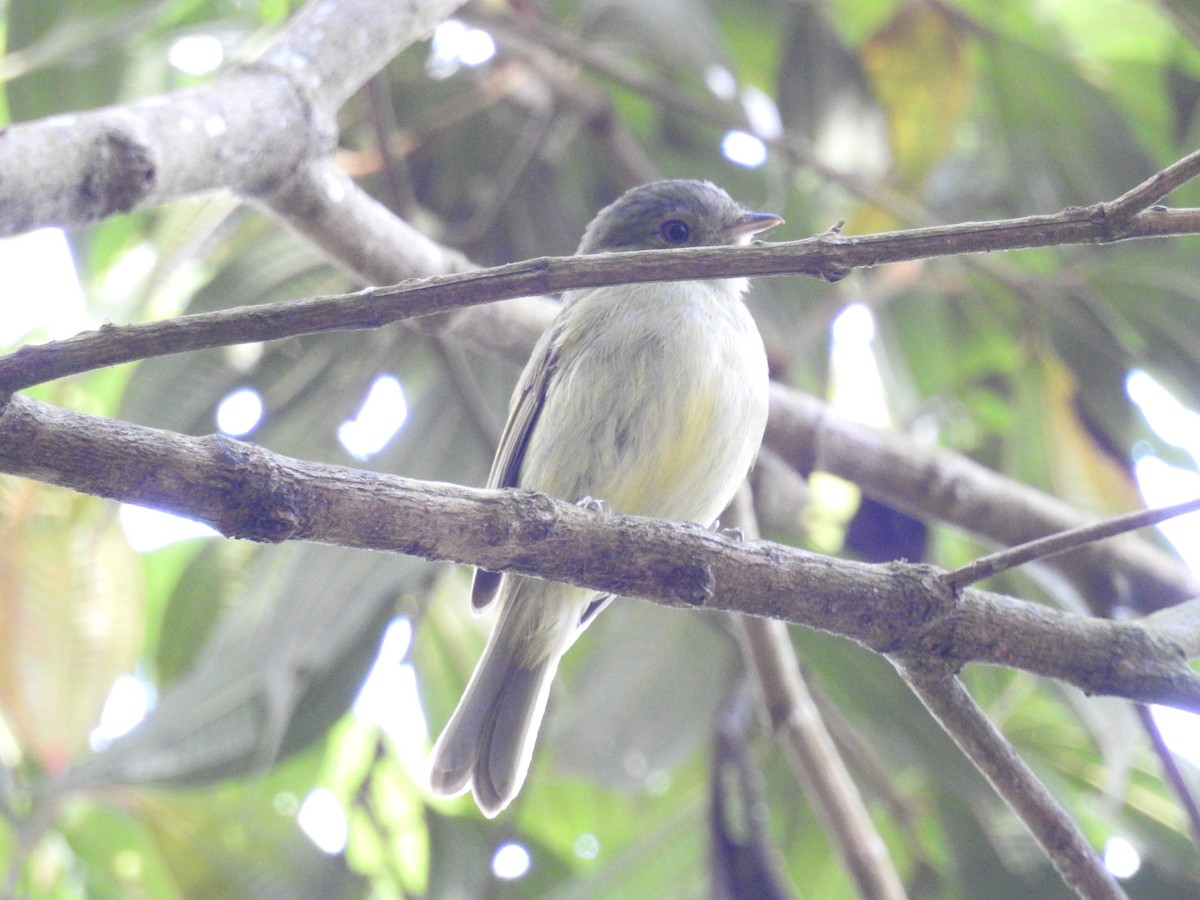 Manakin de Serra do Mar - ML646046265