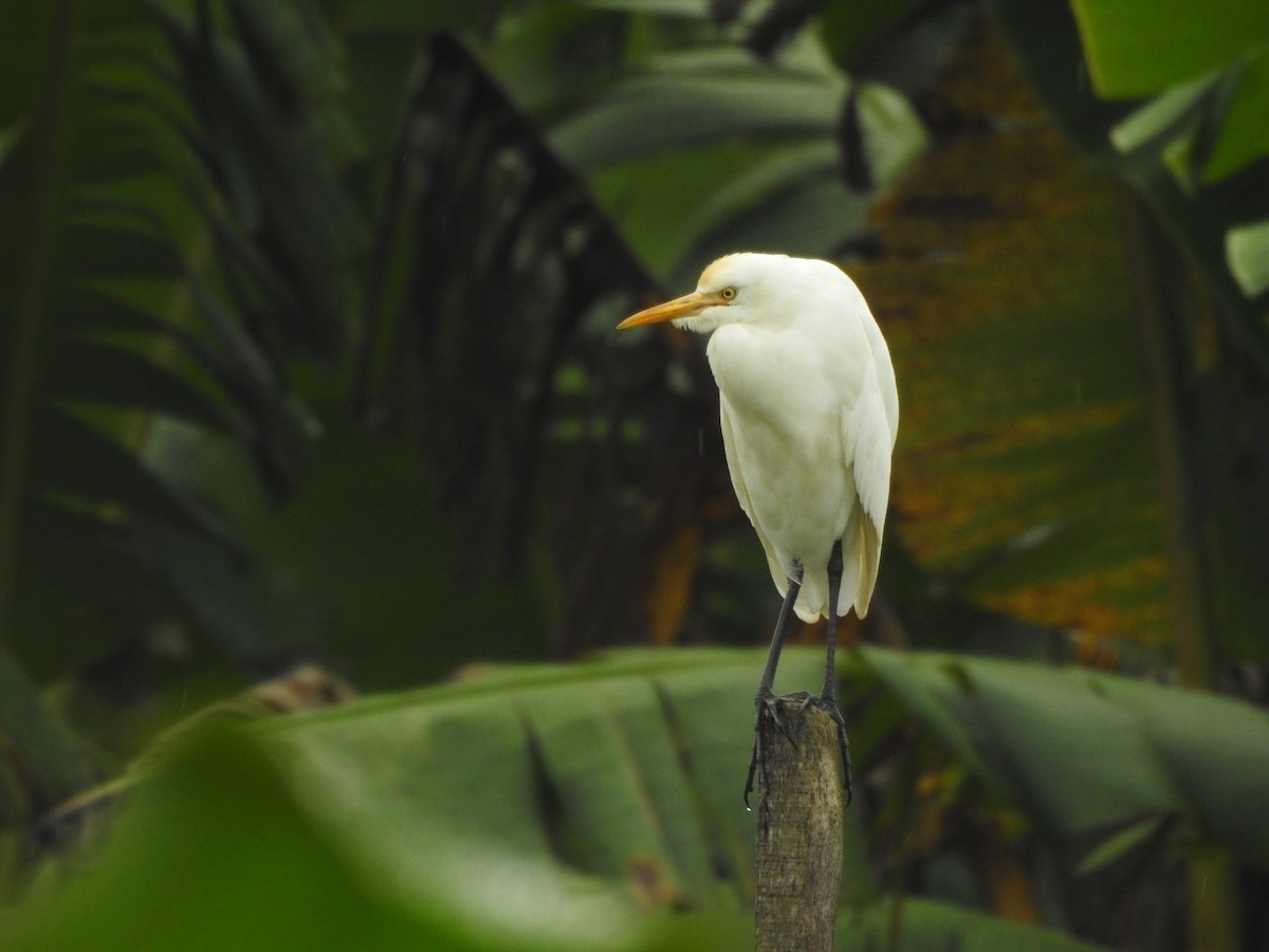 Héron de Coromandel - ML646046266
