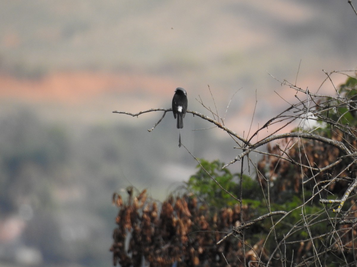 Moucherolle à longs brins - ML646046267