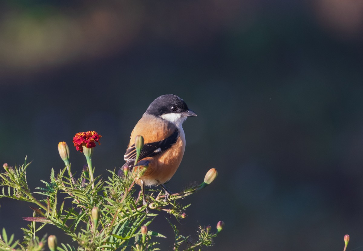 Pie-grièche schach - ML646046268