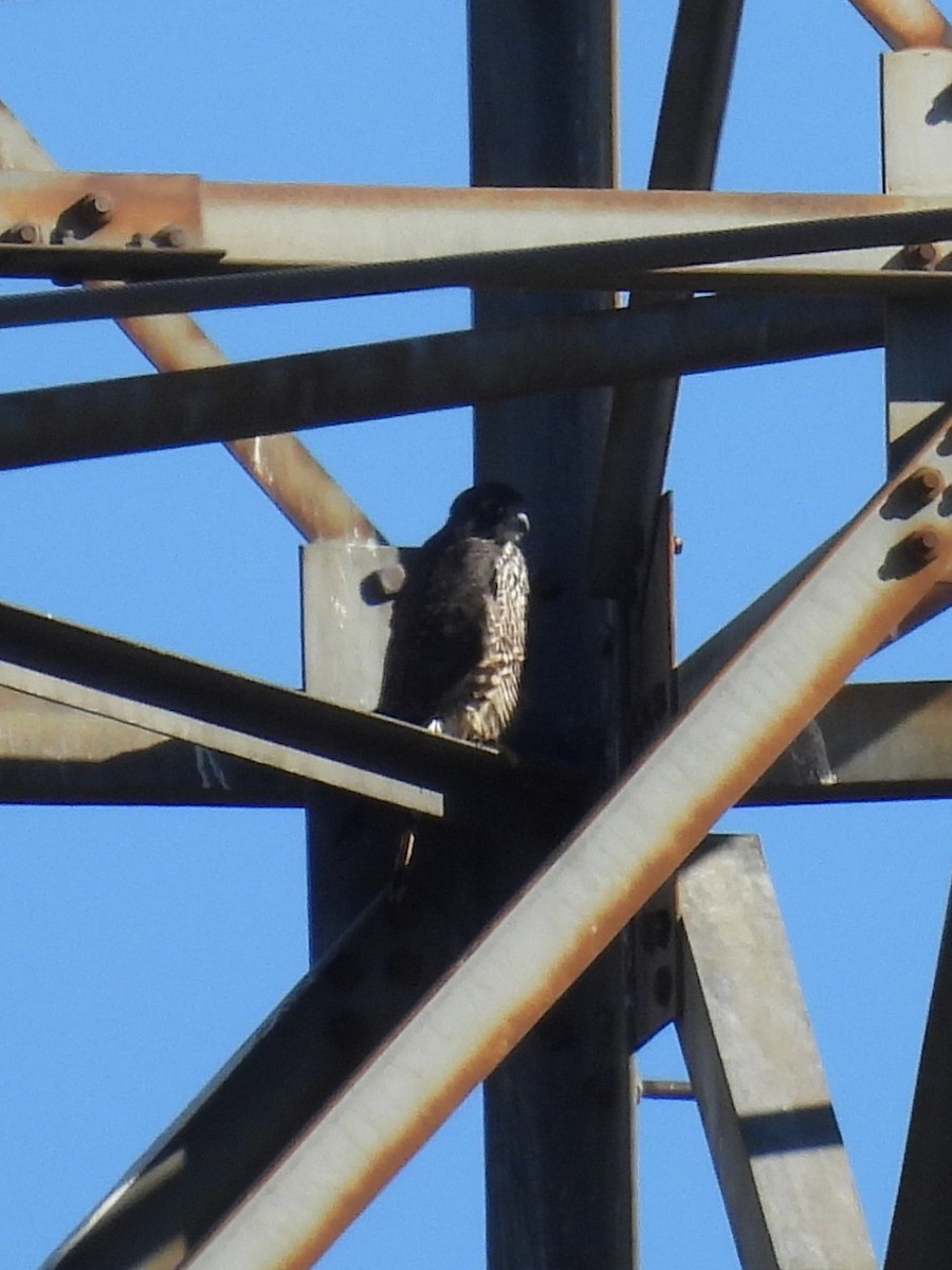 Faucon pèlerin - ML646046269