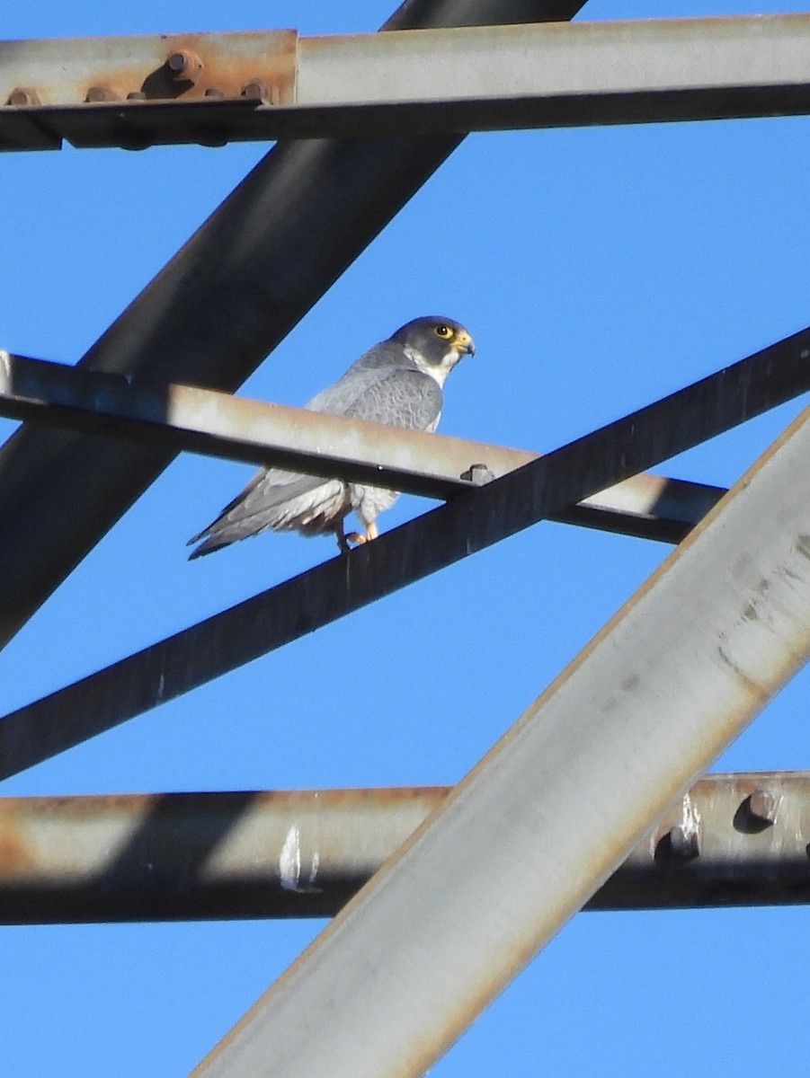 Faucon pèlerin - ML646046270