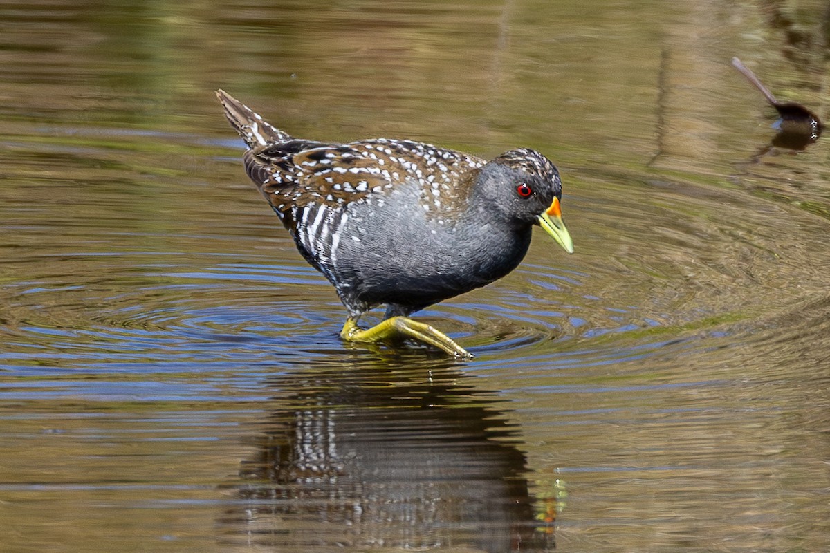 Marouette d'Australie - ML646046271