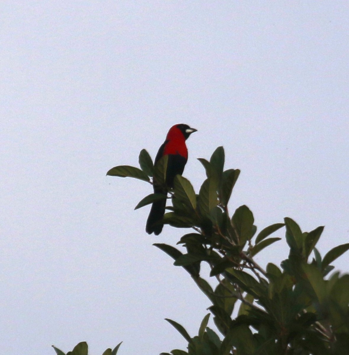 Tangara masqué - ML646046272