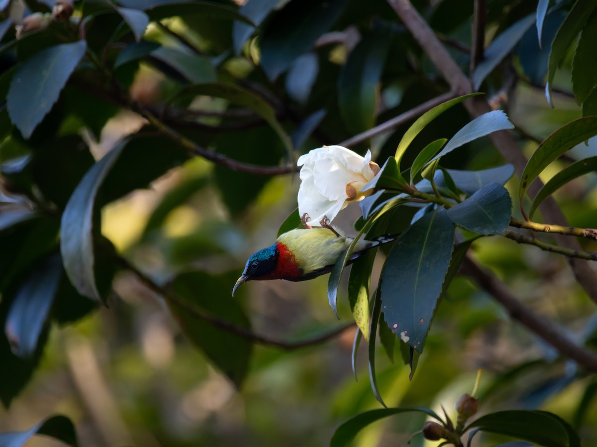 Souimanga de Christina - ML646046273