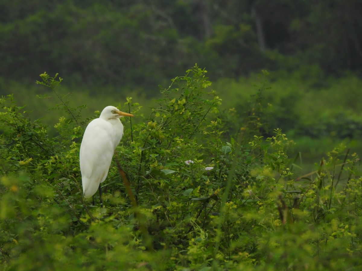 Héron intermédiaire - ML646046274