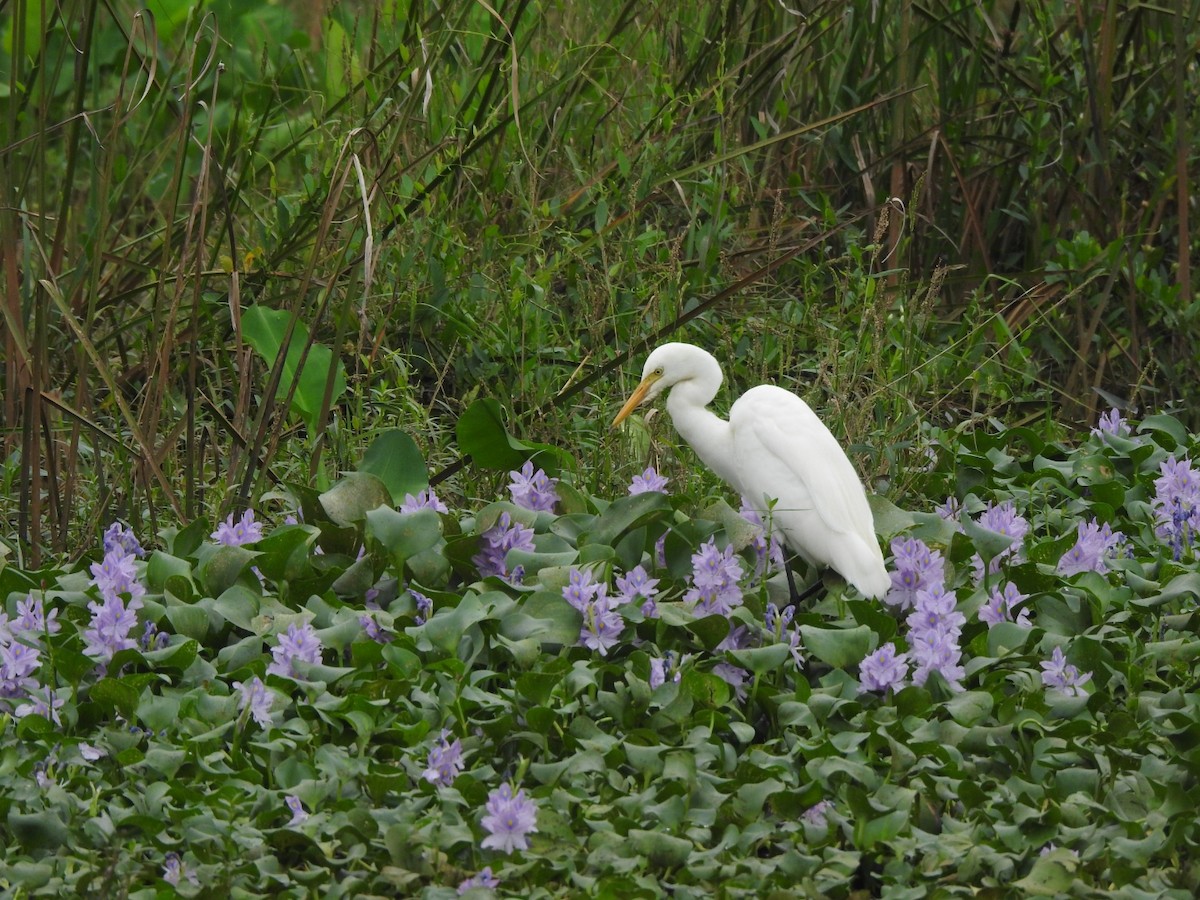 Héron intermédiaire - ML646046275