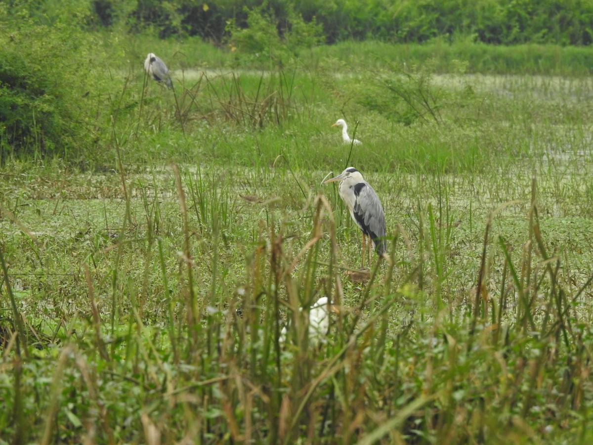 Héron cendré - ML646046276
