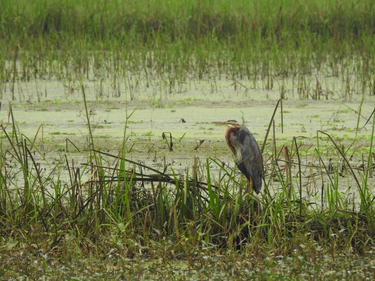 Héron pourpré - ML646046277