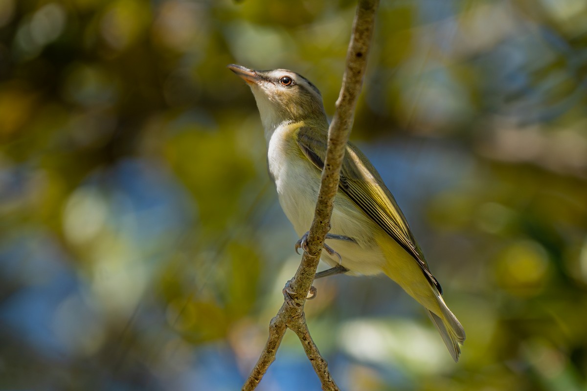 アカメモズモドキ - ML646046279