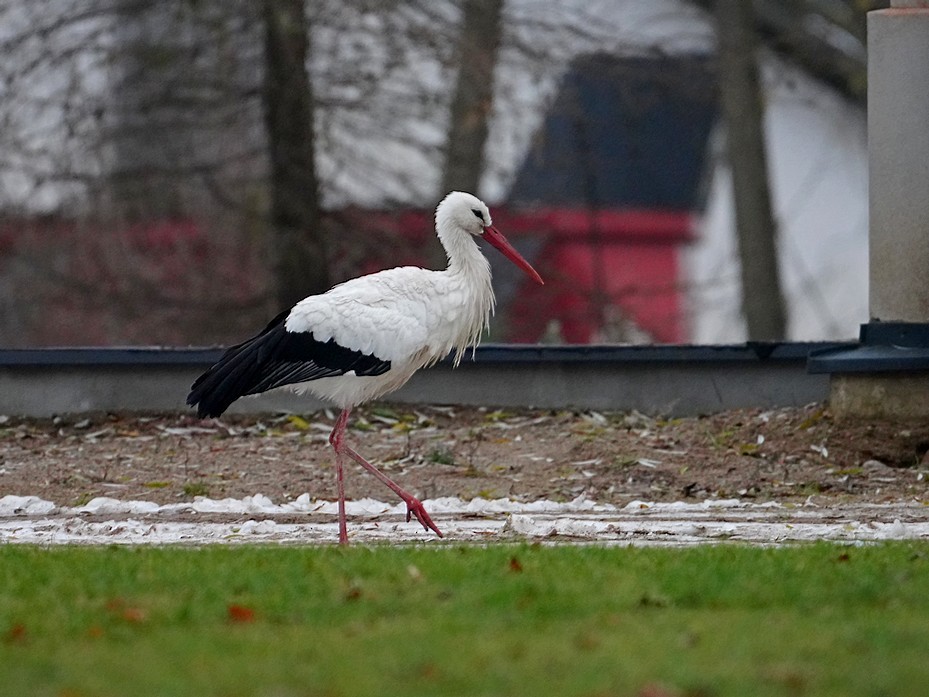 White Stork - ML646046280