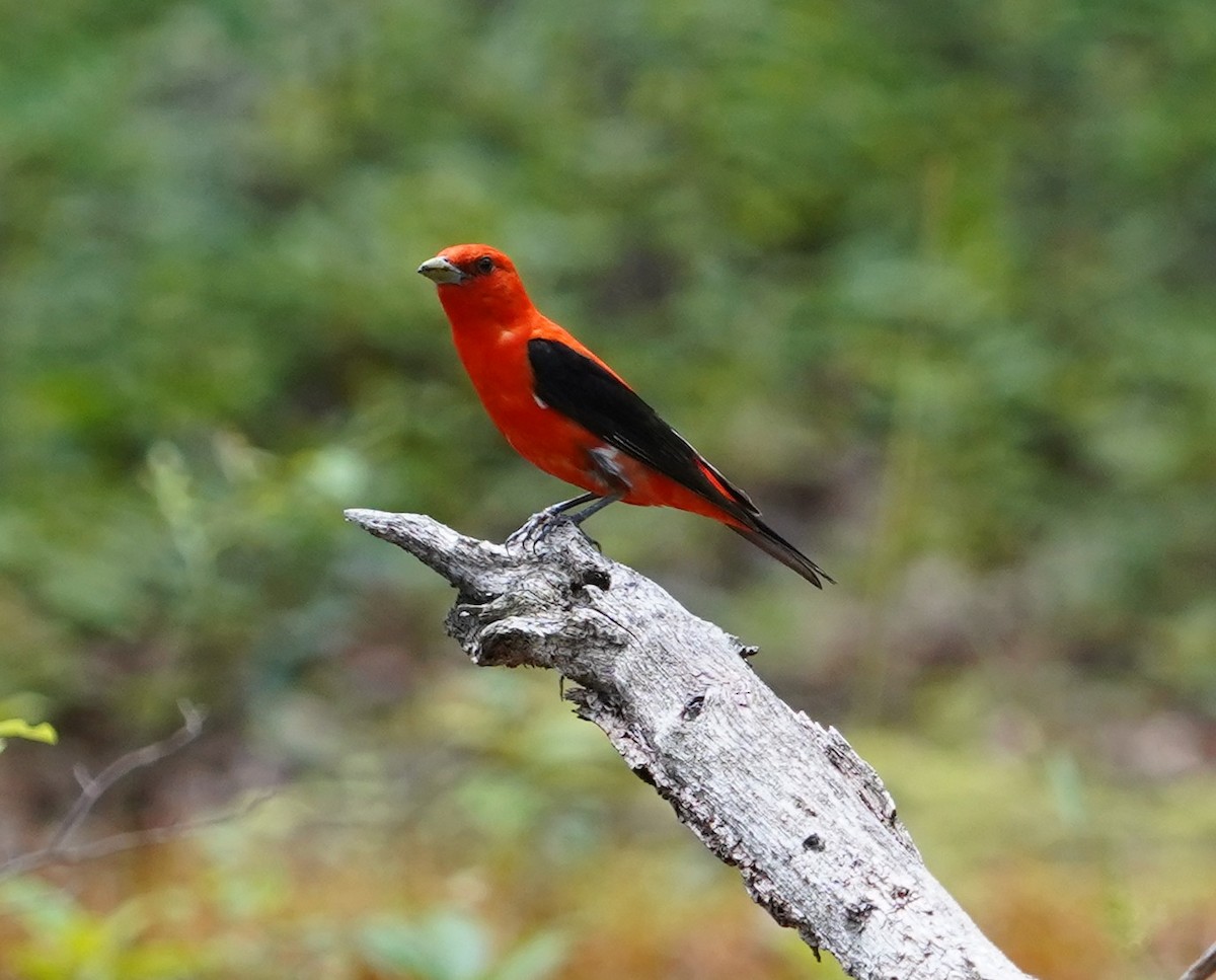 Scarlet Tanager - ML646046282