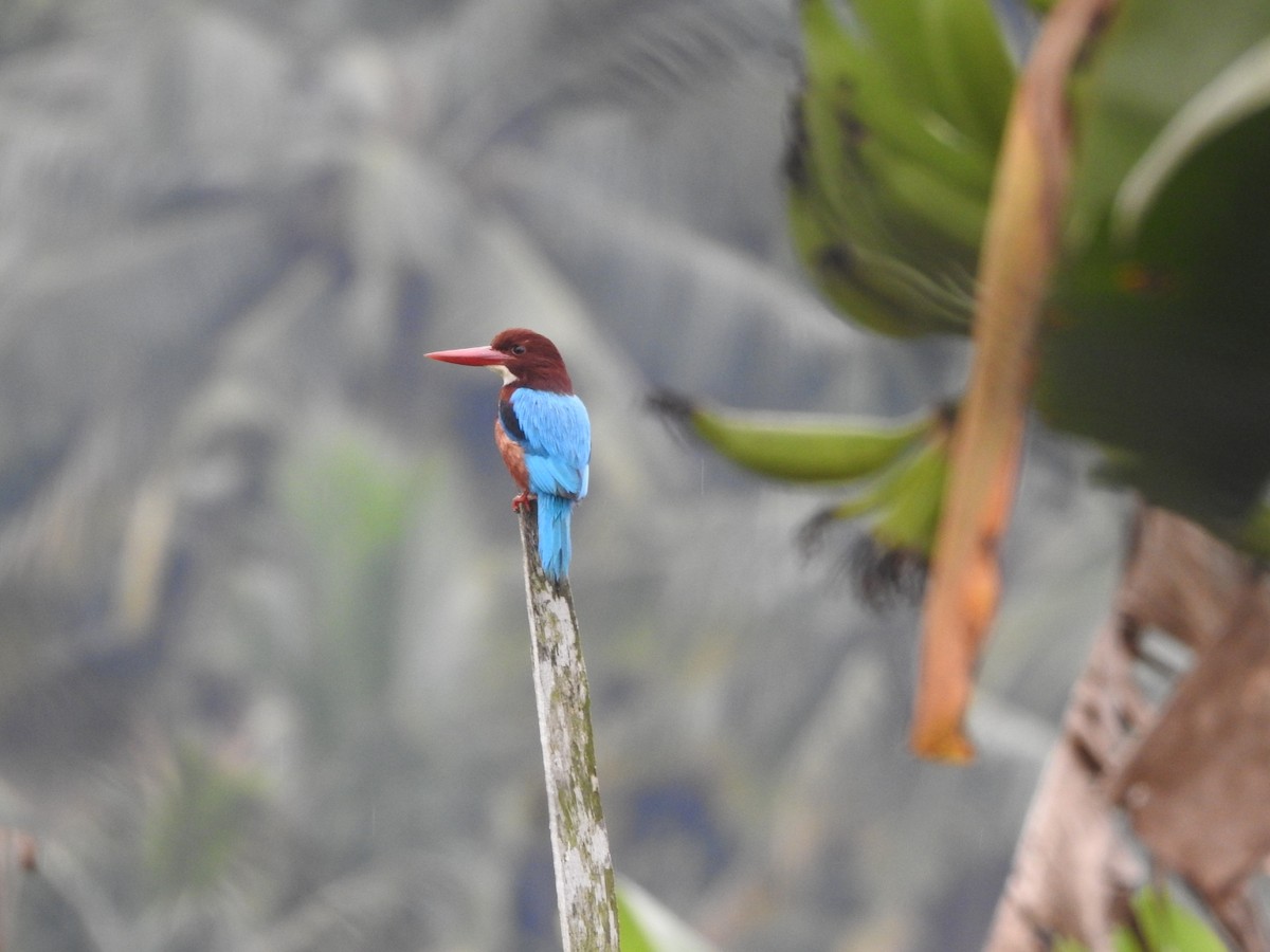 White-throated Kingfisher - ML646046283