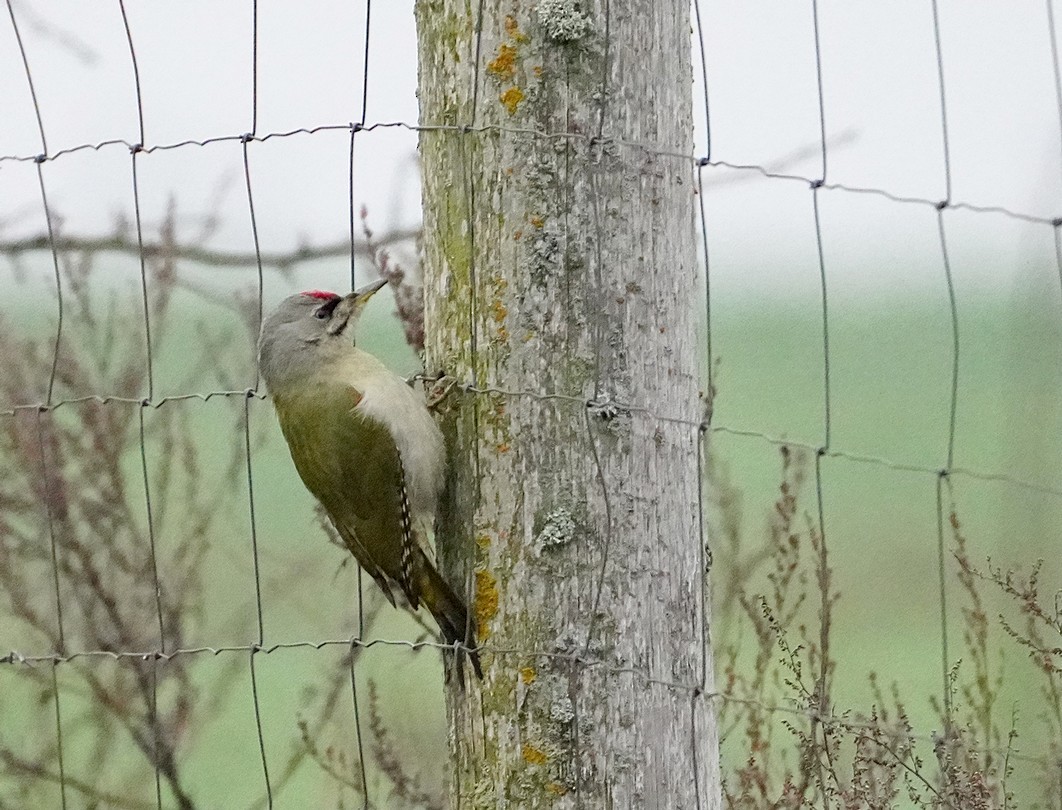 Pic cendré - ML646046285