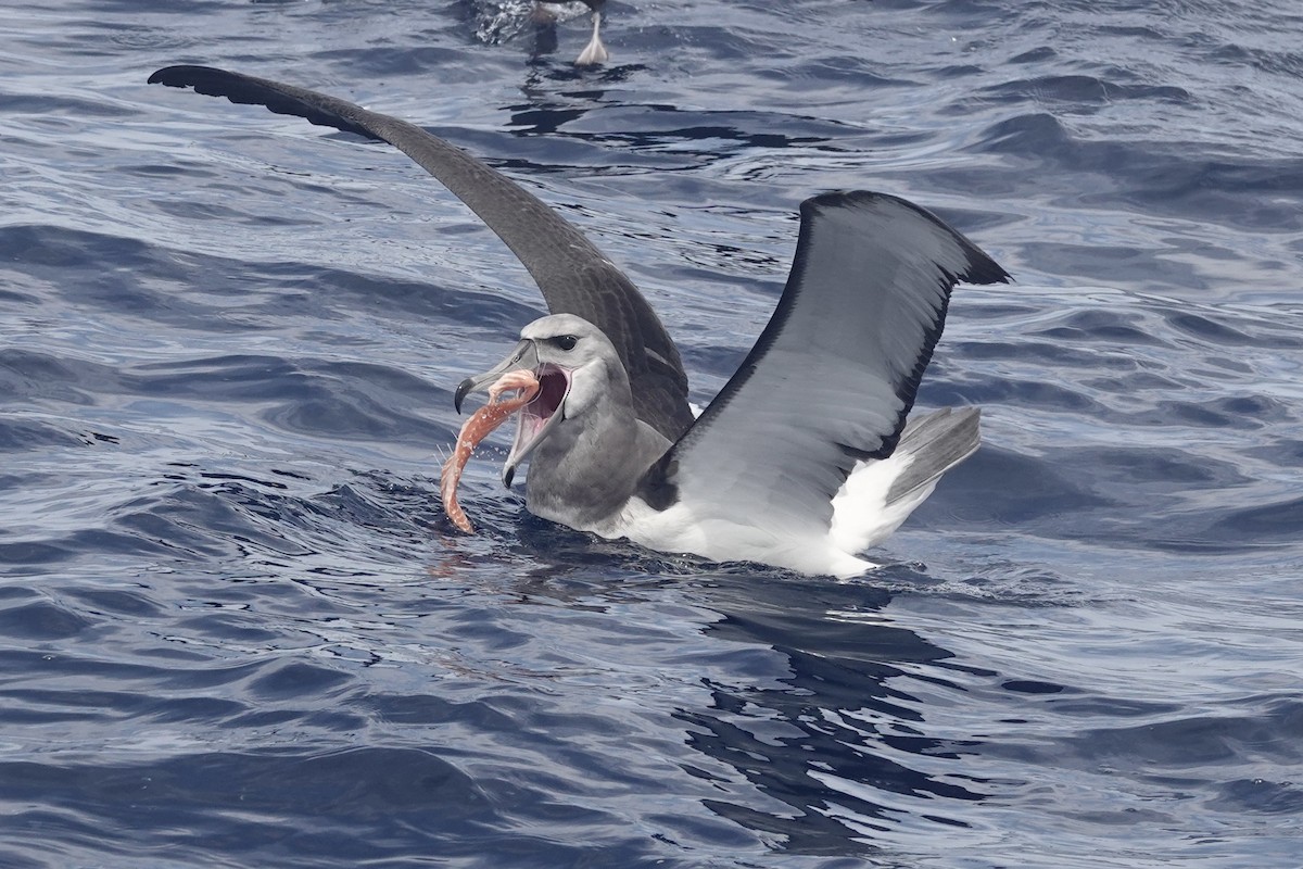 White-capped Albatross - ML646046288