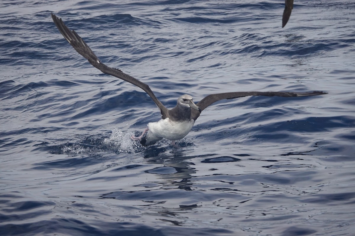 White-capped Albatross - ML646046289